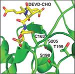 Structural model of the active site of procaspase-3